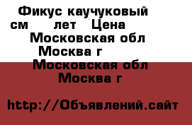Фикус каучуковый 130 см. 10 лет › Цена ­ 6 500 - Московская обл., Москва г.  »    . Московская обл.,Москва г.